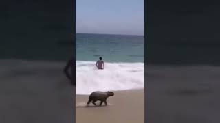 Capybara pulling up at the sea
