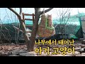 (ENG SUB)새끼고양이들 놀이터 만들어줌(+마약 돌방석)