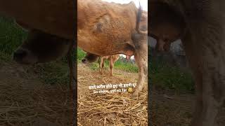 Hamri uljhan suljhao vagwan ? || Gau mata ?❤️ || farm babycalf gaumata payarigaiya myfirstvlogs