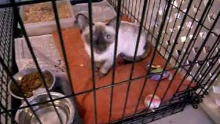 Female Sealpoint Siamese ID-09 ADOPTED