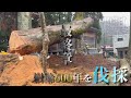 樹齢600年11tの欅を伐採！【最終章】石川県白山市【なかの林業】