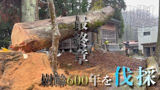 樹齢600年11tの欅を伐採【最終章】石川県白山市【なかの林業】