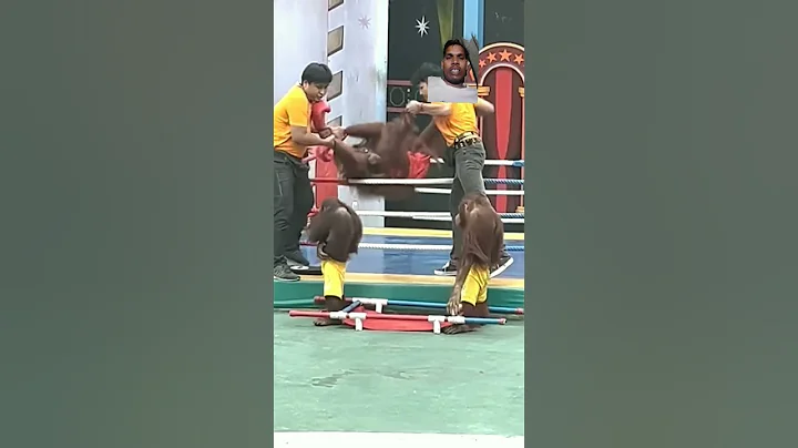 monkey to hospital #funny #orangoutan #entertainment #ambulance #love #wrestling #mdkaleem #shorts