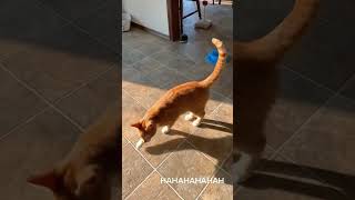 Download Lagu Part 43  #funny #cat#ForYouPage MP3 Download Lagu Part 43  #funny #cat#ForYouPage MP3