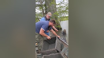 How to set wire nets for catfish