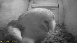 Wharfedale Barn Owls: 1 Box☀️19/05/26