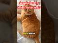 Si Oyen kucing rakus #kucinglucu #kucing #shorts