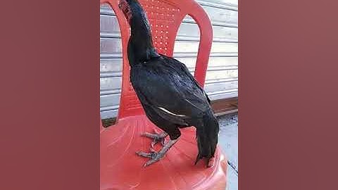 Old Bloodline aseel murgi