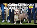 🔥American Bully Show Ecuador Latacunga🇪🇨