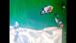 clownfish mix