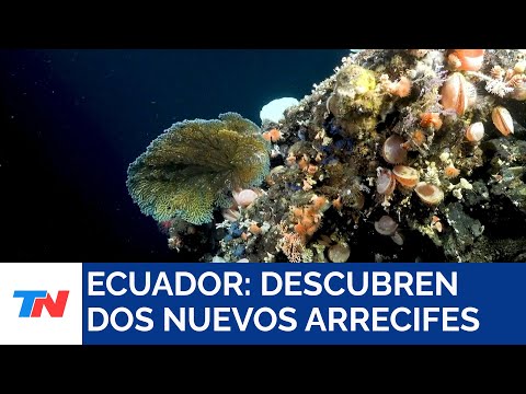 ECUADOR I Descubren dos nuevos arrecifes de coral y montes submarinos en Galápagos