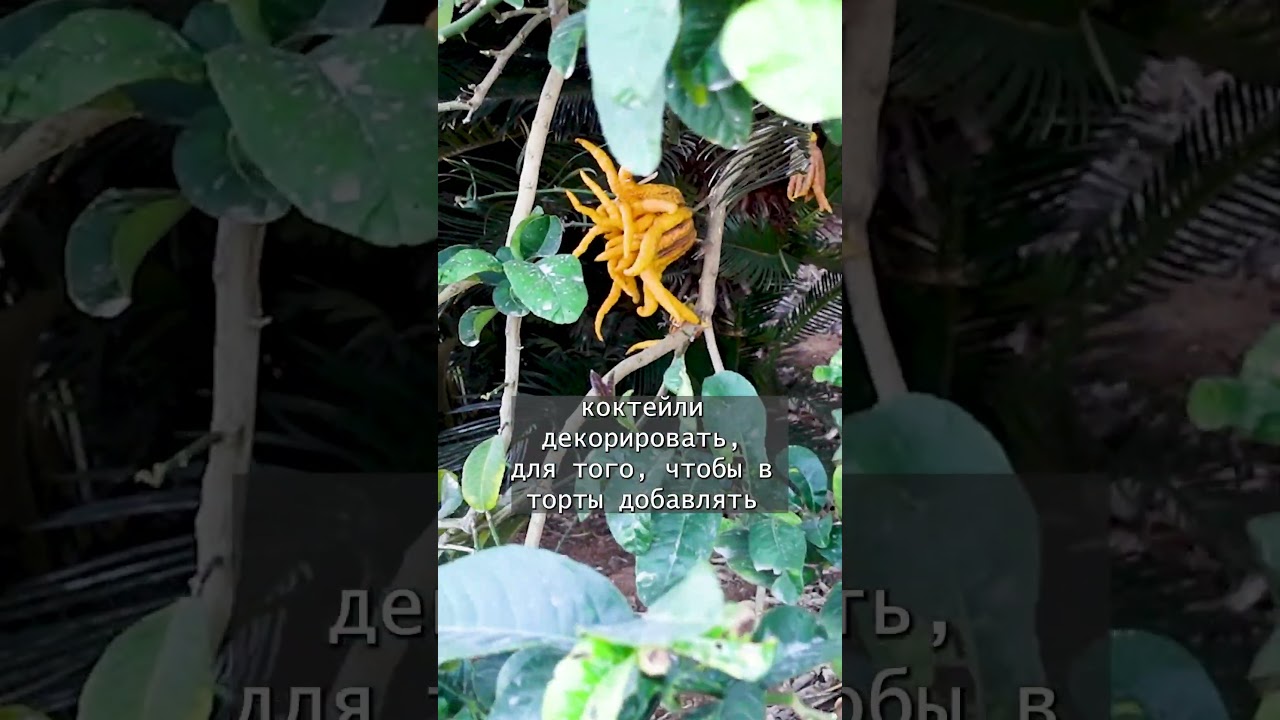 Что внутри этого фрукта?