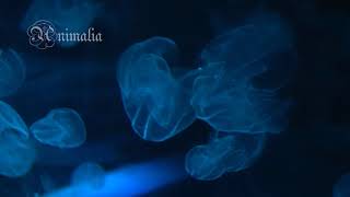 Mikado Jellyfish Bolinopsis Mikado 4K