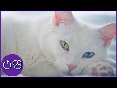 ვიდეო: მართალია, რომ კატები მკურნალობენ ადამიანებს?