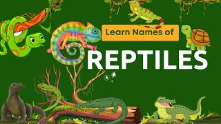Learn the Names of Reptiles- For Prep-Kindergarten in English