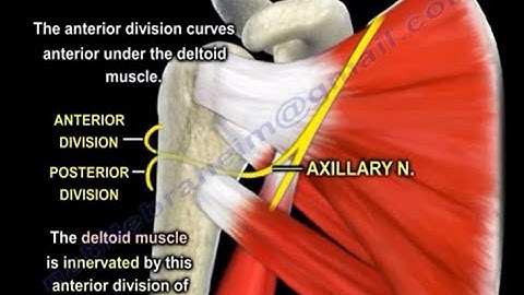 Axillary Nerve Injury After Shoulder Dislocation: Diagnosis and Management