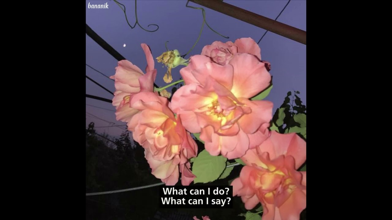 Flower - Johnny Stimson