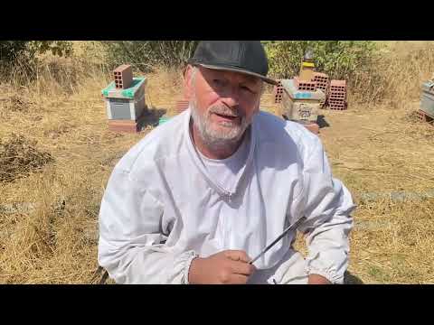 تغير الملكات مباشرة بدون تيتيم