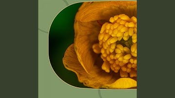 Magical Ambience for Lazy Days