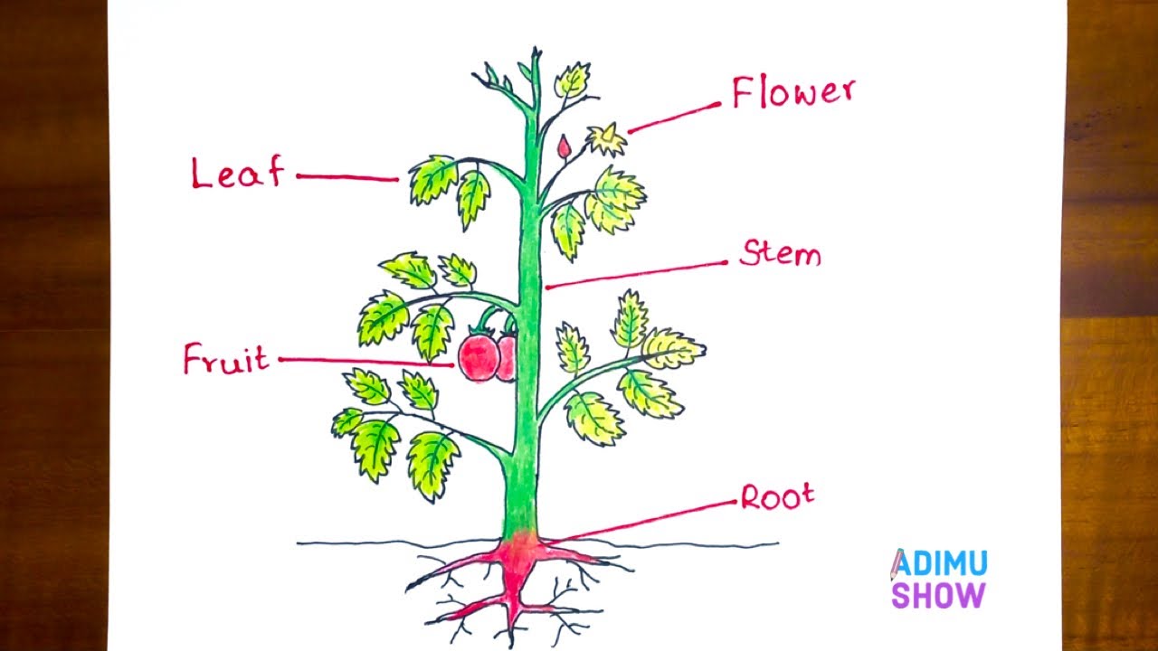 How Parts Of A Tomato Plant 🍅 step by step tutorial YouTube