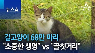 길고양이 68만 마리…“소중한 생명” vs “골칫거리” | 뉴스A