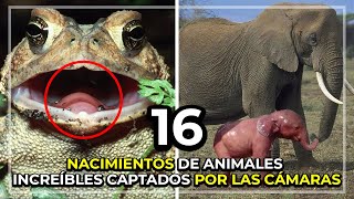 NACIMIENTOS INCREIBLES de ANIMALES IMPRESIONANTES y CURIOSOS #curiosidades #animales #curioso #top