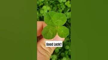 Wishing you good luck out there today. #4leafclover #goodluck