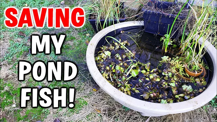 SAVING Pond Fish From FREEZING Winter!
