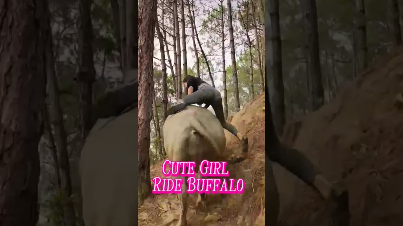 Cute Girl Riding Buffalo 