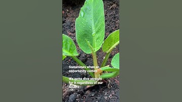 Life #shorts ~ Reflection on life & embracing change 🍀