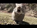 Angry bunny  rabbit screaming