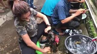 Story wa cewek cantik mandiin ayam petarung