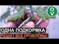 Мельчают листья у томатов? Эта подкормка все исправит!