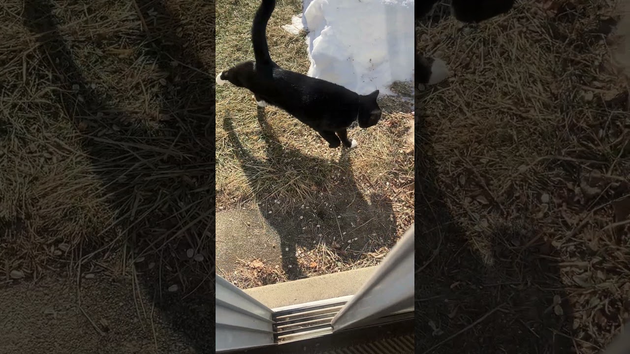 Ну, по крайней мере, Смипс наслаждается временем, проведенным на улице. 😂