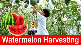 World's Most Expensive Watermelon. Japanese Black Watermelon Cultivation Black Watermelon Farm 2022.