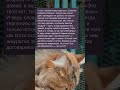 История про кота Коржика и его нового друга ✍ Зацените историю: Часть №253