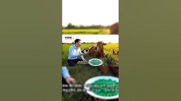 BÒ ĂN KẸO KERA NHÉ - VIDEOAI VEO3 #ai #veo3 #videoai