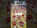 poultry farm day 1