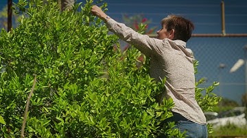 The Garden Gurus - Get your Citrus in Shape