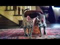 Siamese Cat Song 2019 (Lady And The Tramp)