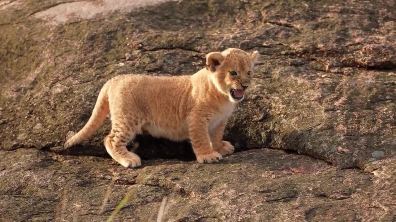 Очаровательные и милые львята под африканскую племенную музыку