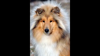 Rough collie 'Szilaj' 15 months old