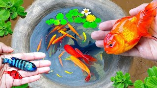 Most Amazing Catching Colorful Surprise Eggs, Turtle, Koi Fish, Butterflyfish, Goldfish in Tiny Lake