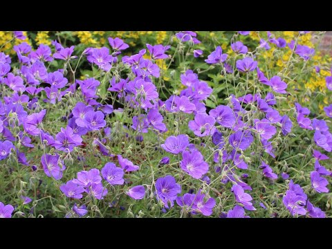 Geranium (cranesbill) 'Rozanne' - FarmerGracy.co.uk