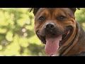La race du Staffordshire Bull Terrier の動画、YouTube動画。
