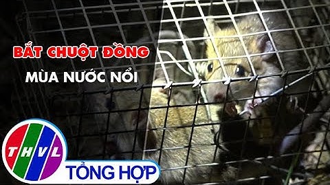 Bắt chuột đồng mùa nước nổi
