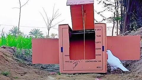 UNIQUE CREATIVE BIRD TRAP USING CARDBOARD BOX TRAP(pigeon catching /