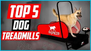 ✅ Top 5 Best Dog Treadmills Reviews in 2024