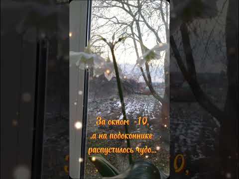 На подоконнике расцвела лилия. За окном -10, на душе восторг #валентина_ткачева #монтажвидео