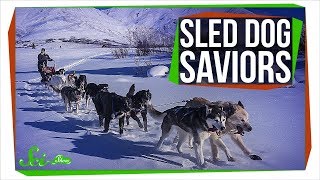 When Sled Dogs Saved an Alaskan Town